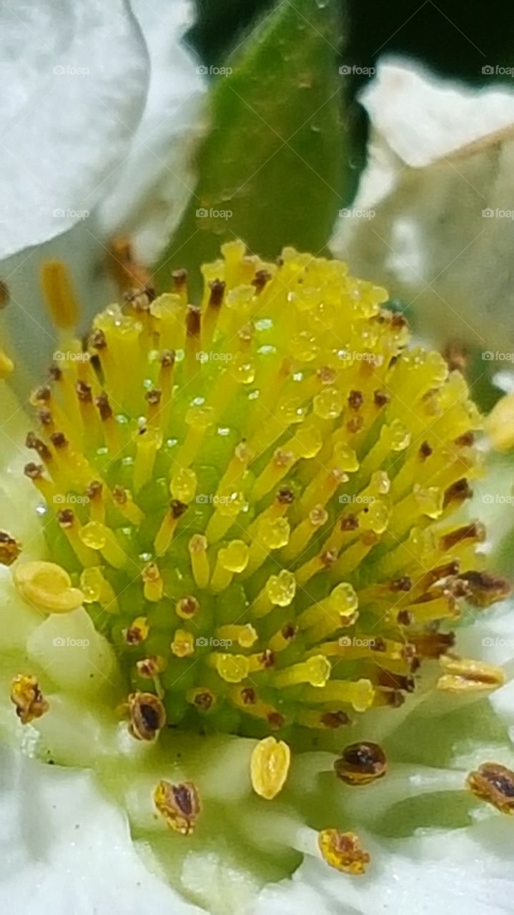 close up of pollen