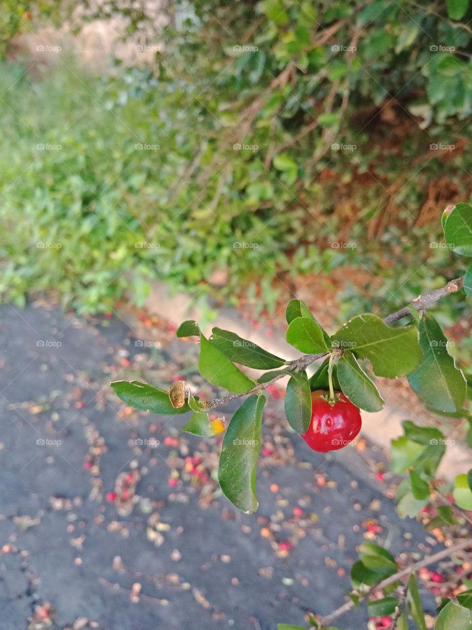 Acerola in a tree with many on the ground at a street