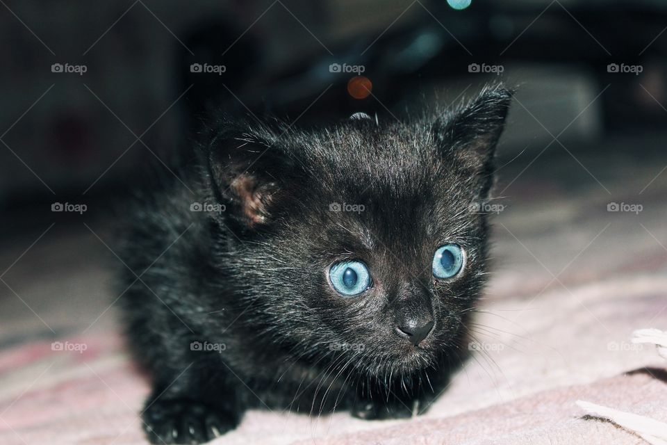Black kitty