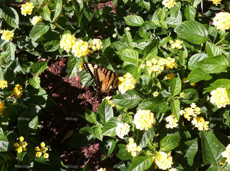 Monarch butterfly on flowers. Yellow flower garden with monarch butterfly