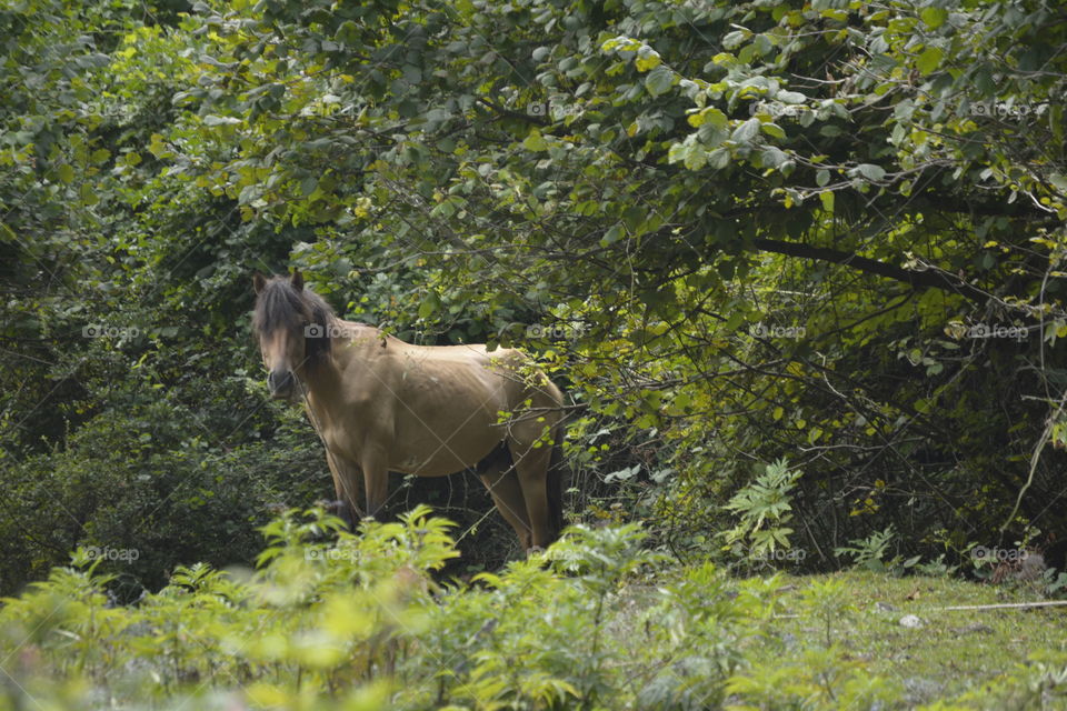 Horse in a forest glade.