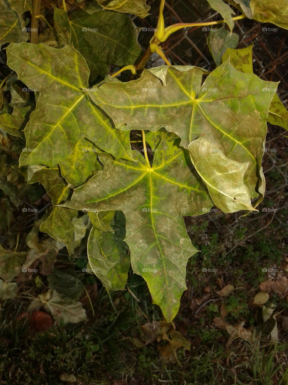 green leaves in December