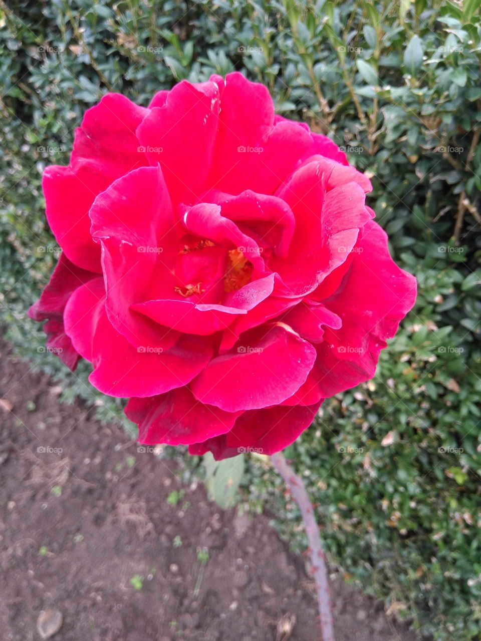 The beautiful red rose