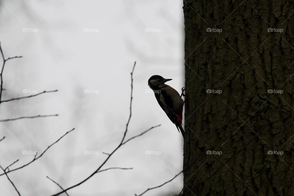 Woodpecker silhouette on a tree