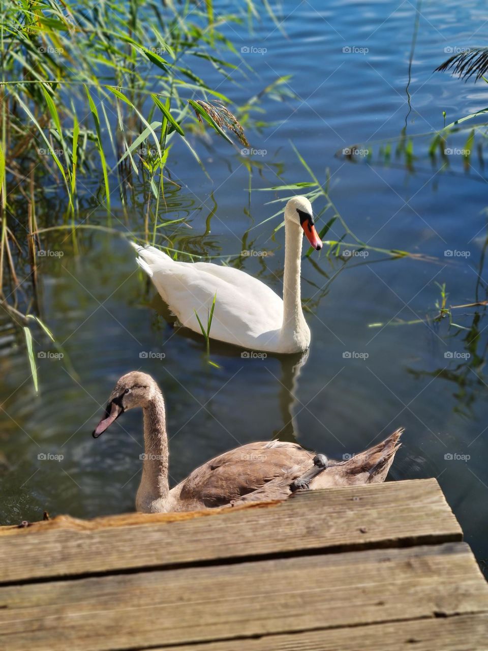 Serene Moment by the Lake: Swan and Cygnet Enjoying the Wate