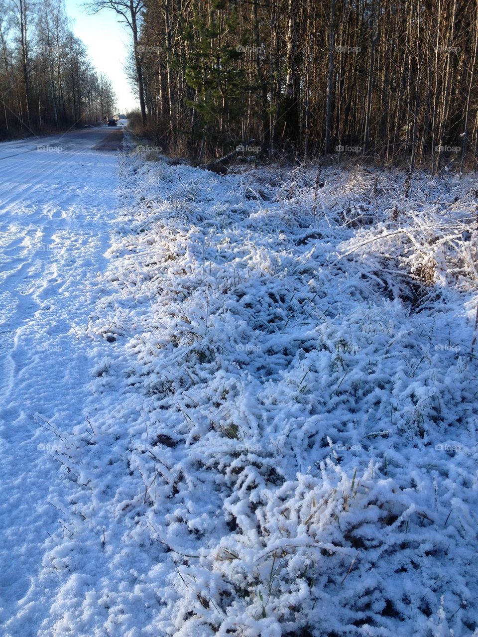 Road and plants covered in snow