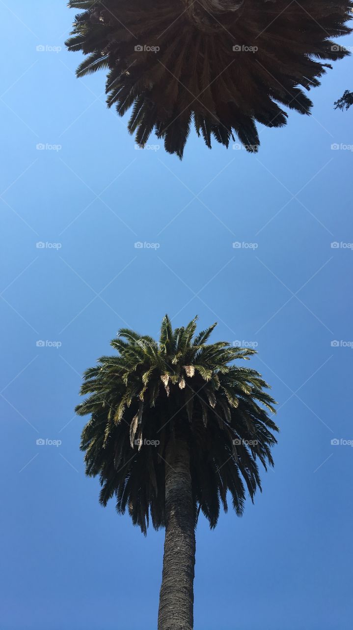 Palm trees 🌴 