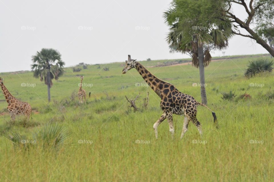Giraffe, Mammal, Wildlife, Safari, Savanna