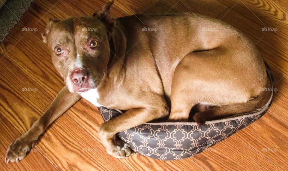 High angle view of a brown dog