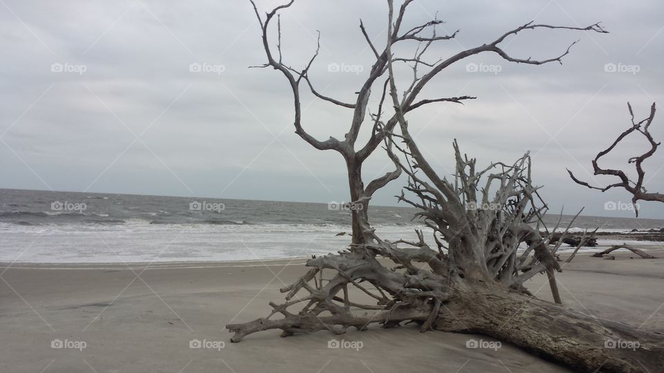 Morning at Driftwood Beach