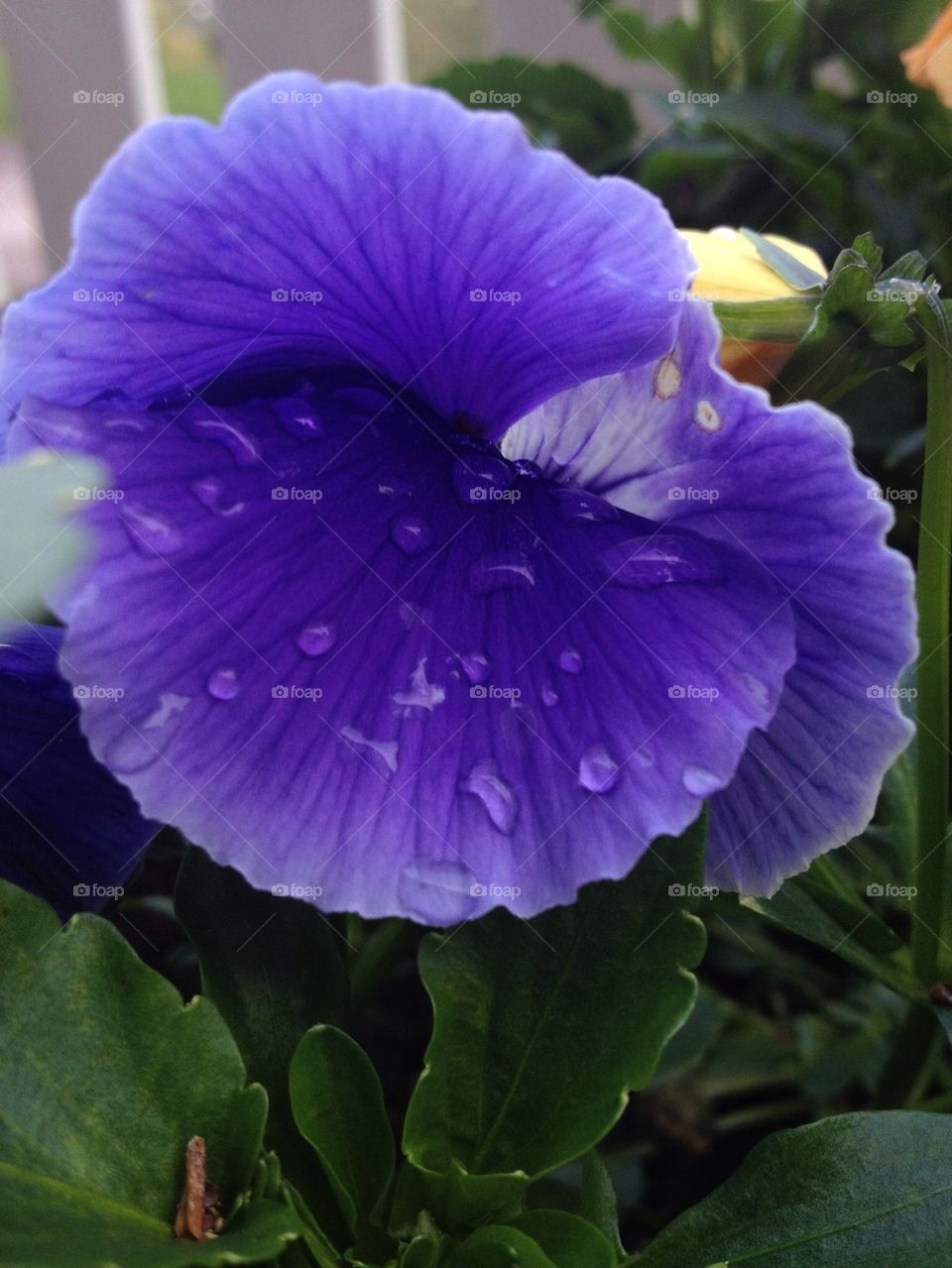 garden flower purple rose by lucifergabriel