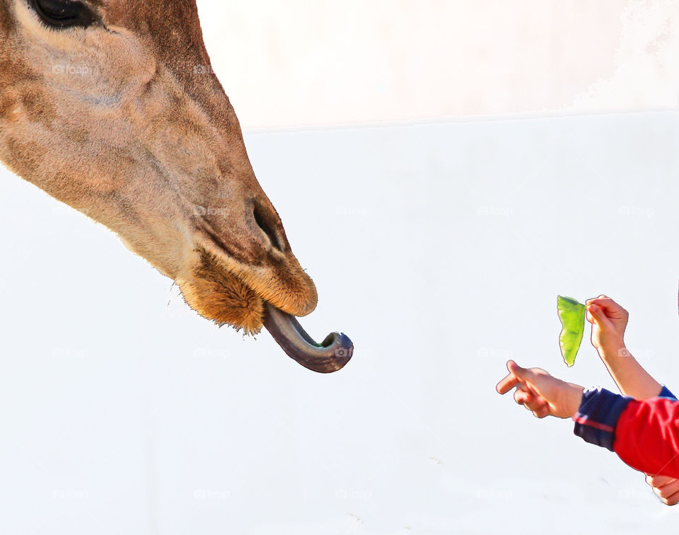 Children feeding a giraffe