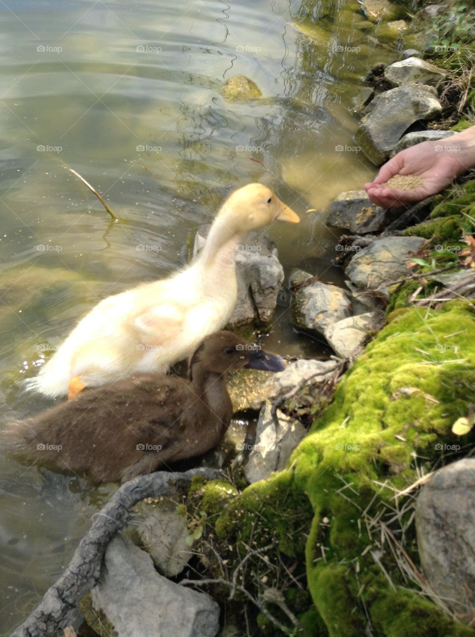 Pet ducks:)