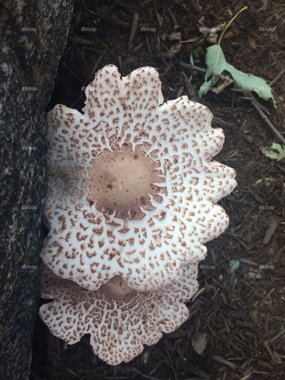 Mushroom 