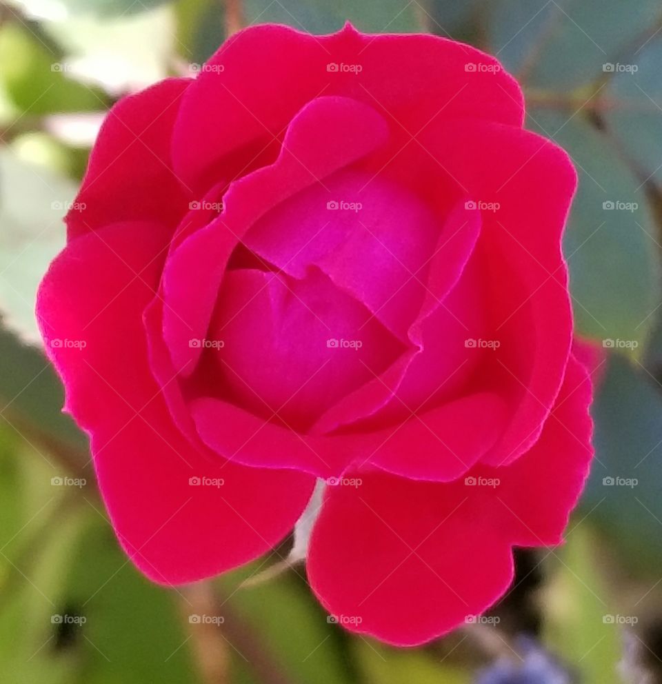 Rosey beauty