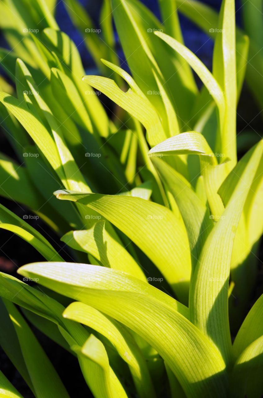 Close-up of grass blade