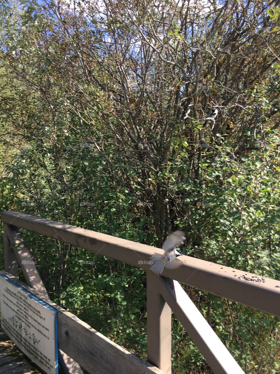 Tree, Wood, No Person, Nature, Outdoors