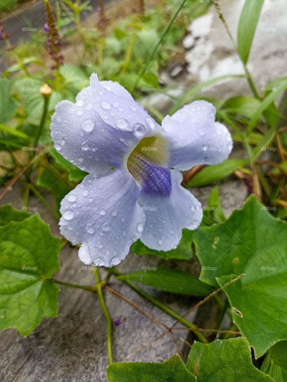 Close-up view of a beautiful purple flower with water drops on its petals, surrounded by green leaves