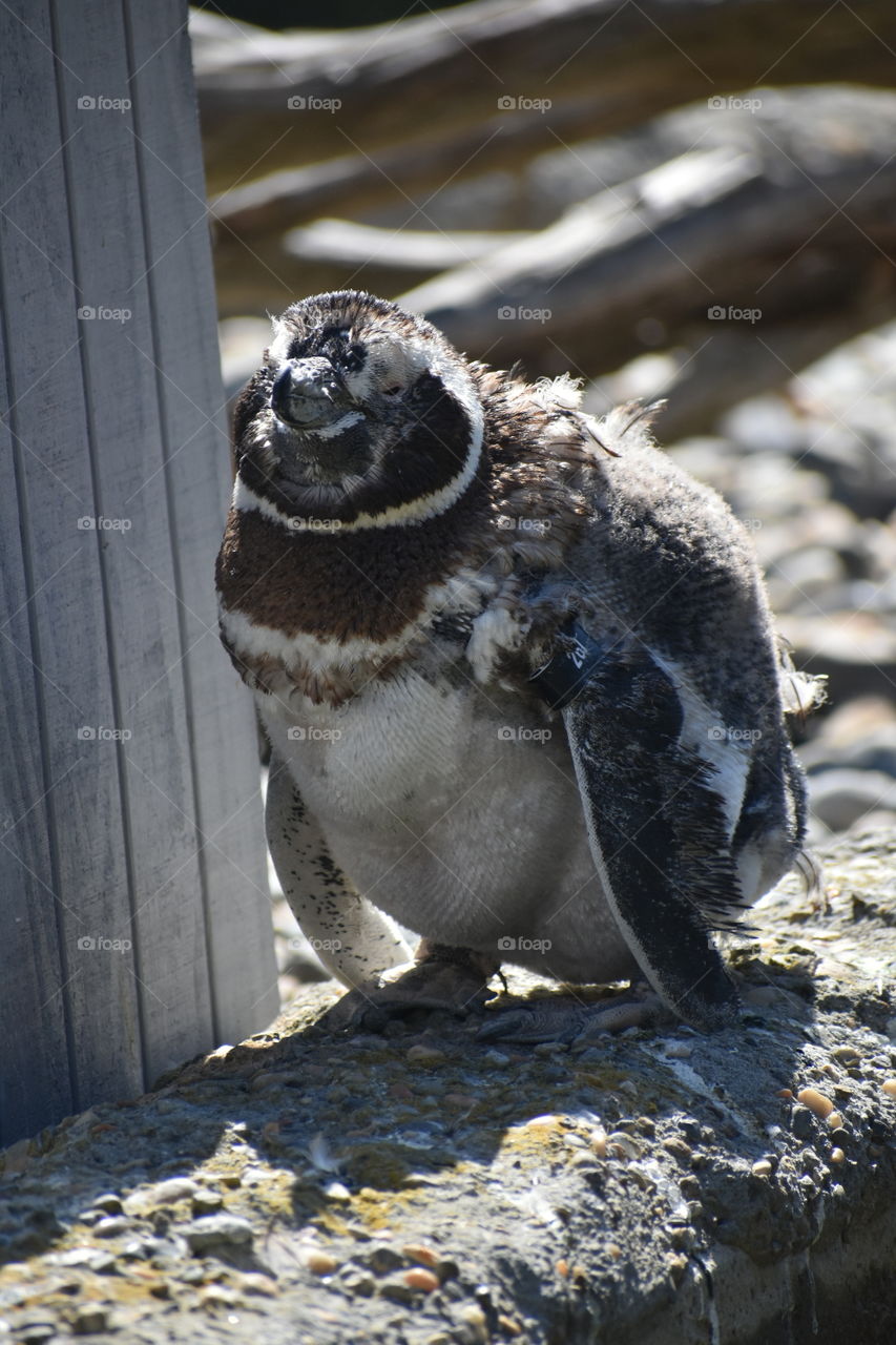 A mellow penguin giving a sheeply smile to the camera.