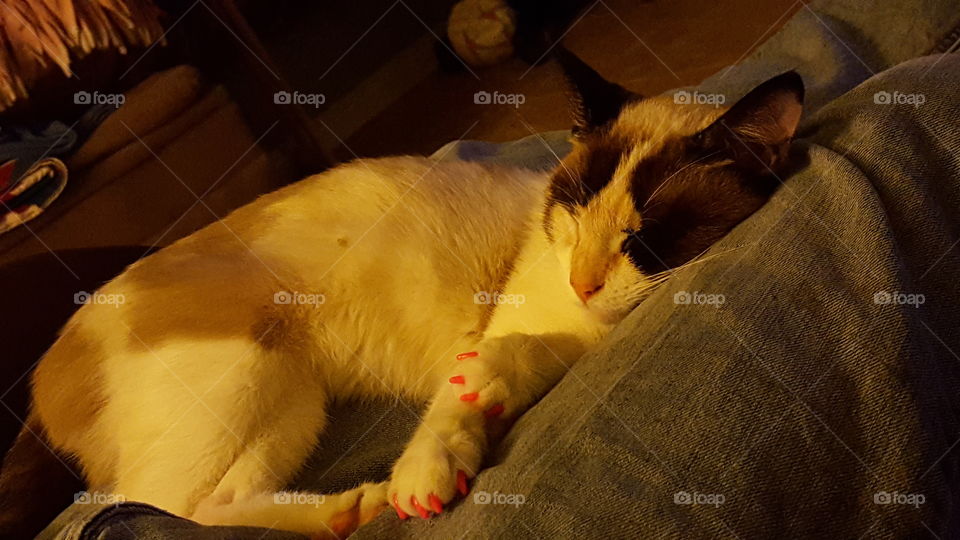 Persephone got her nails done.