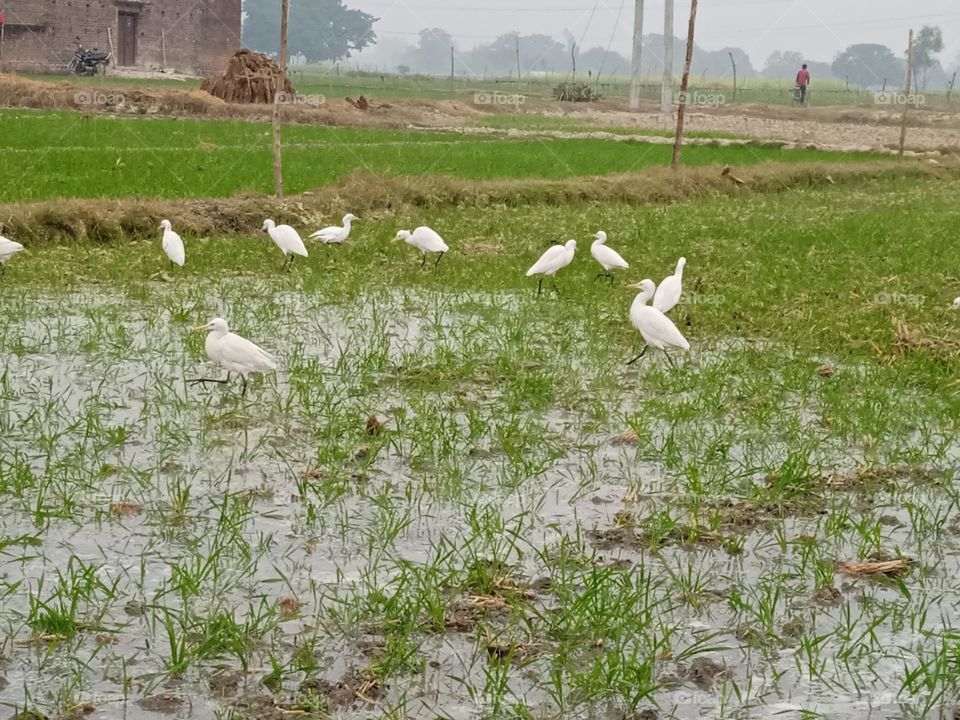Indian heron bird in field farm