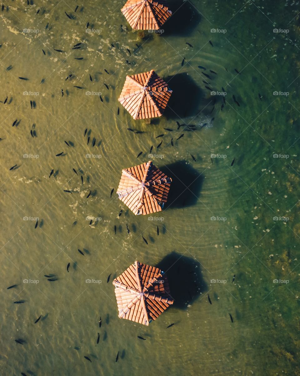 Fish in the lake