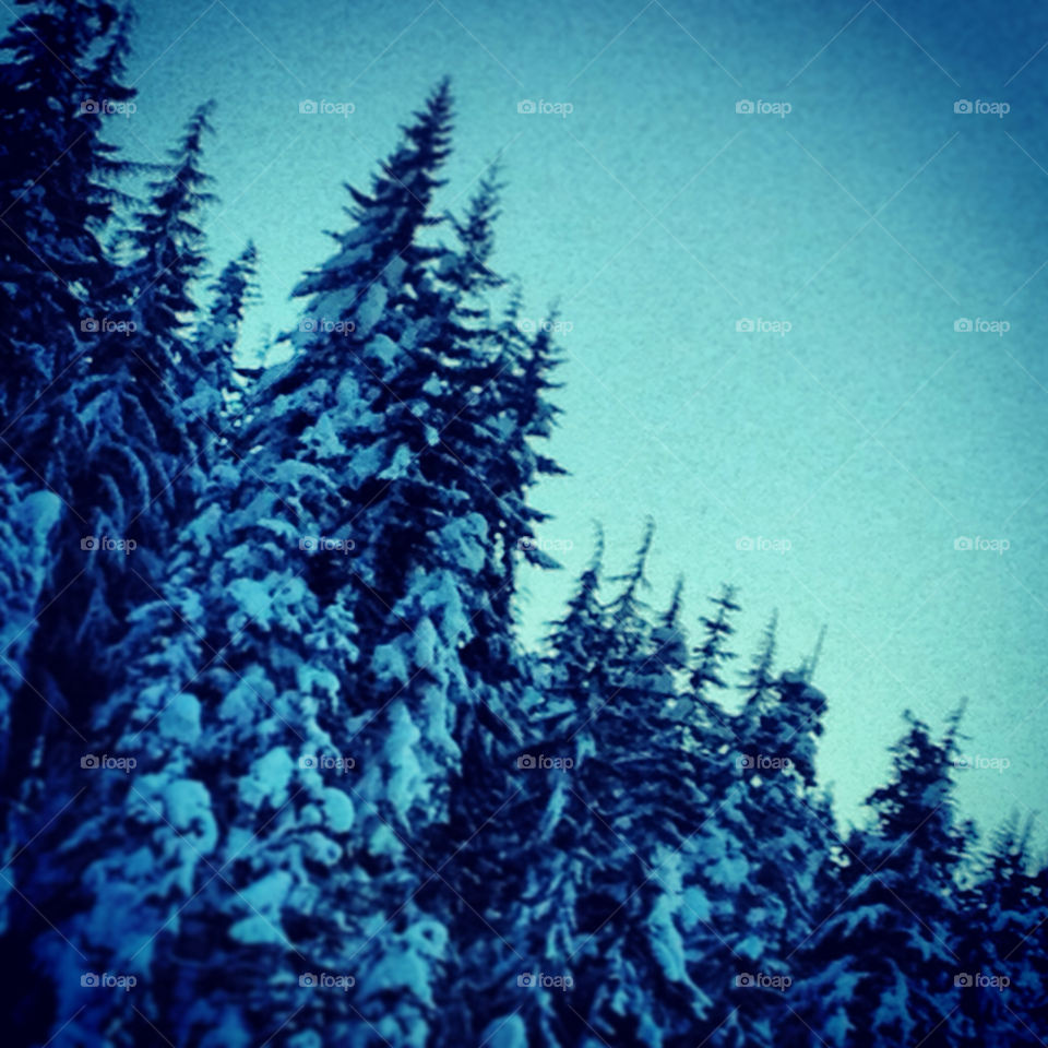 mt. hood oregon snow winter trees by cmcginley
