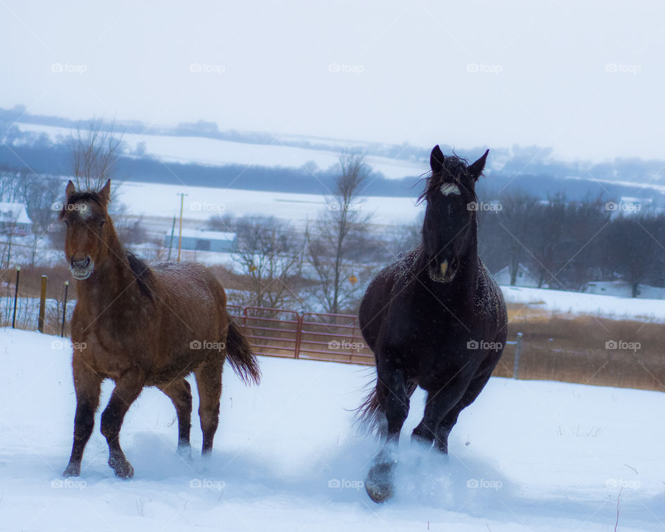 Running Horses In Winter Storm 