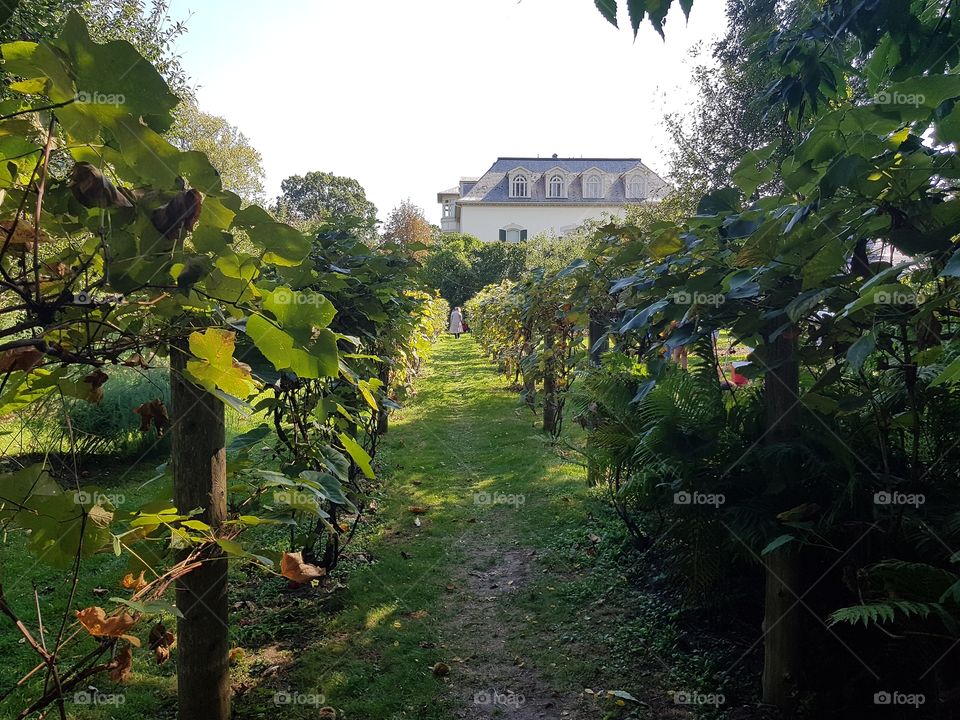 Vineyard in fall