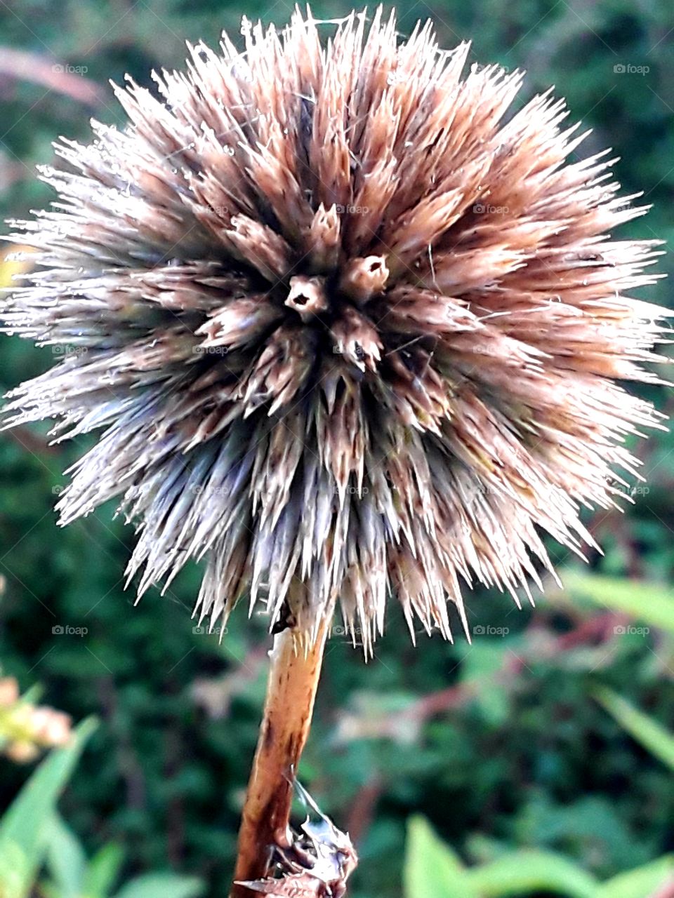 browm echinops head in the autumn  morning