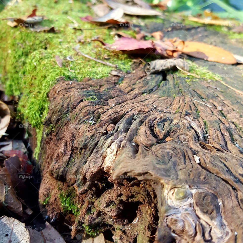 Nature, Wood, Water, Tree, Flora