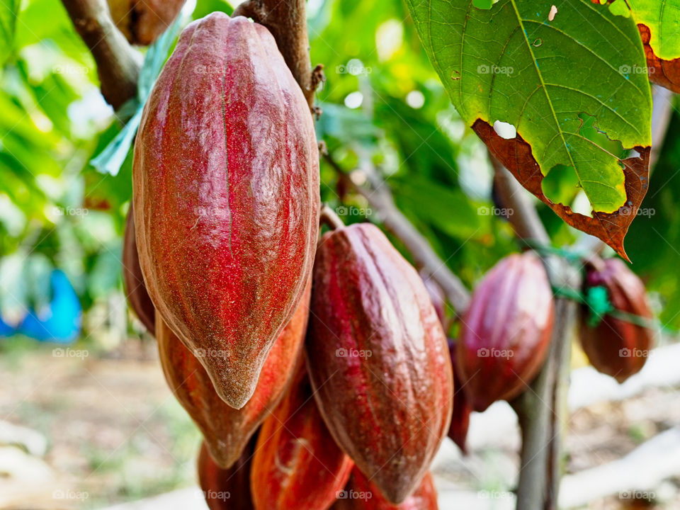 Cacao Fruit