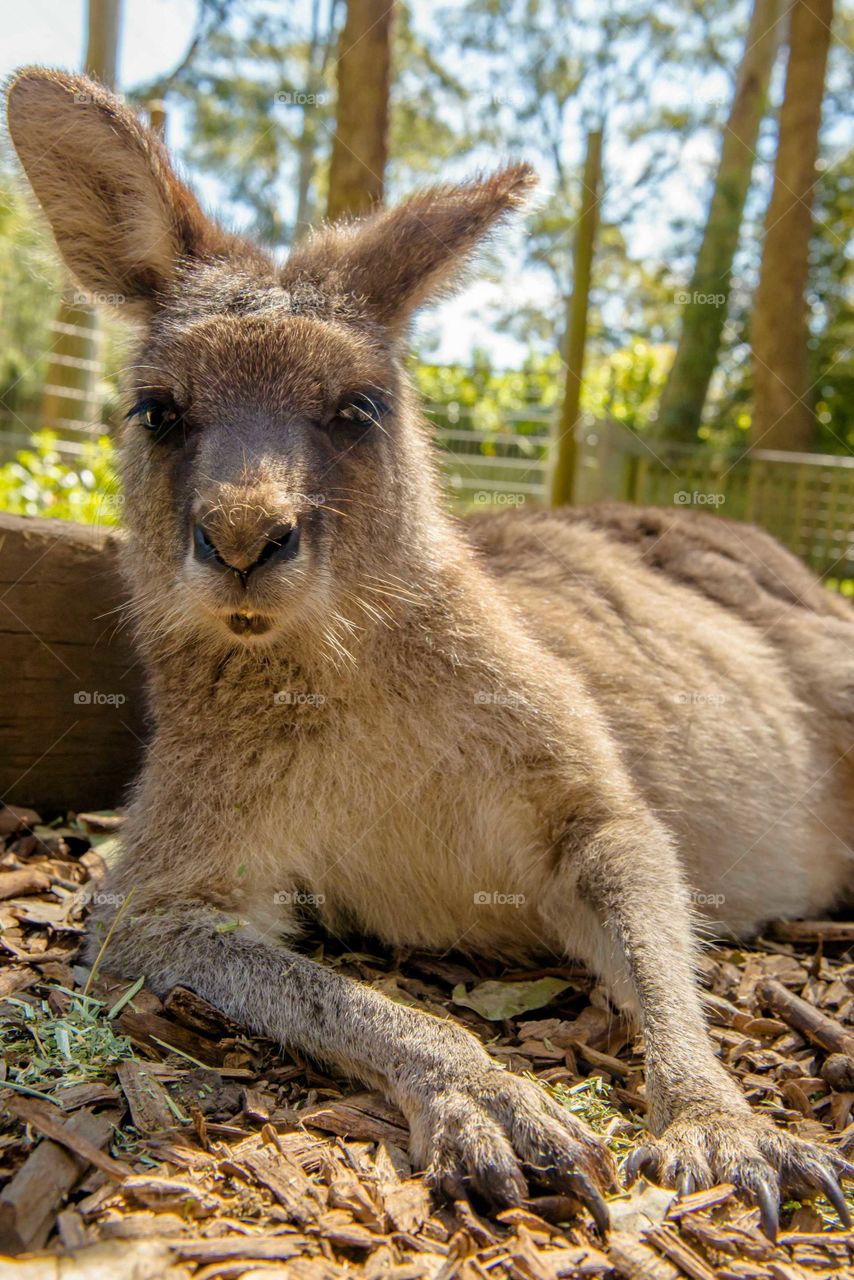 Close-up of kangaroo