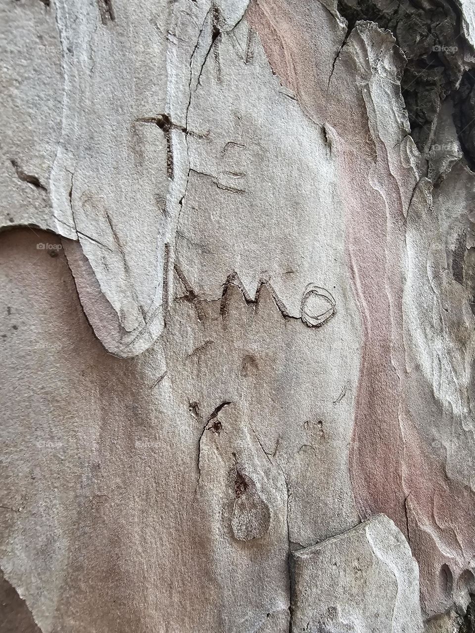 "Te amo." Carved in the bark of a tree the words "I love you" in Spanish; a declaration of love eternally present.