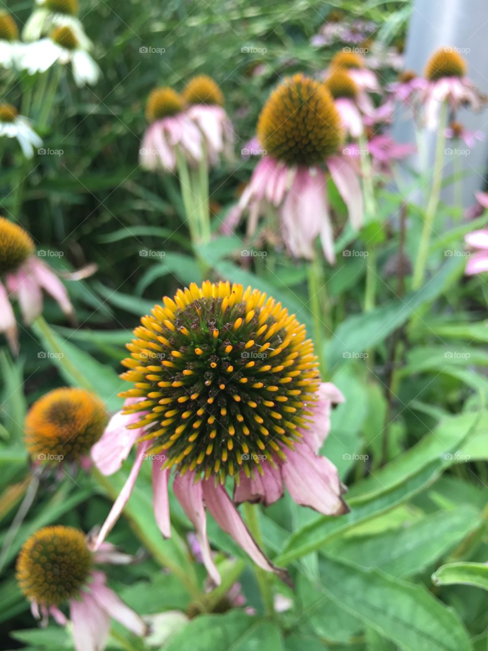 Cone flower center 