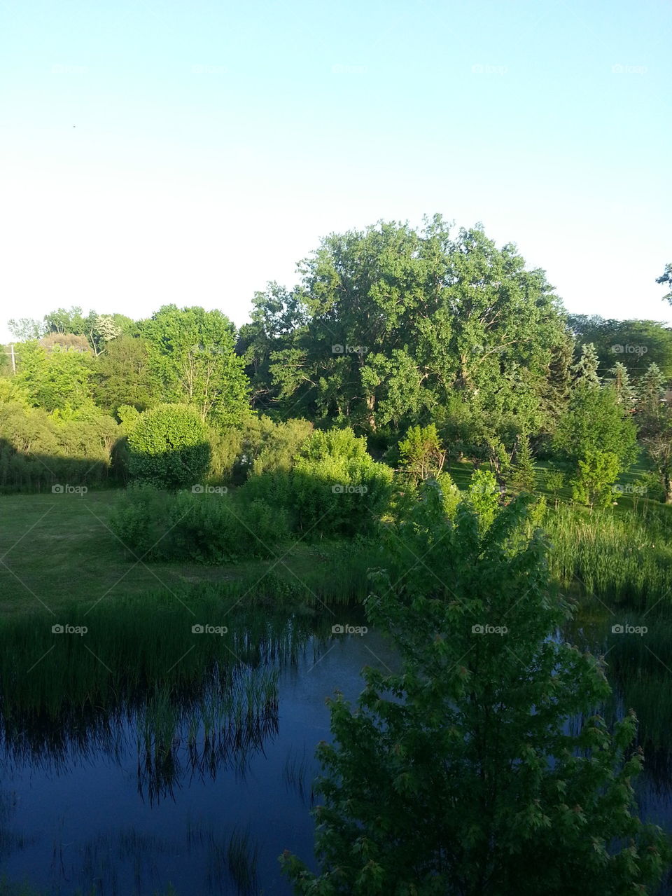 Peaceful Pond