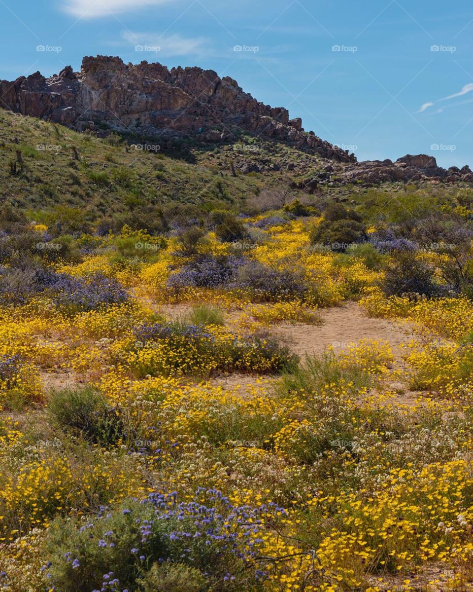 Desert wildflowers blooming abundantly in California’s Joshua tree national park 
