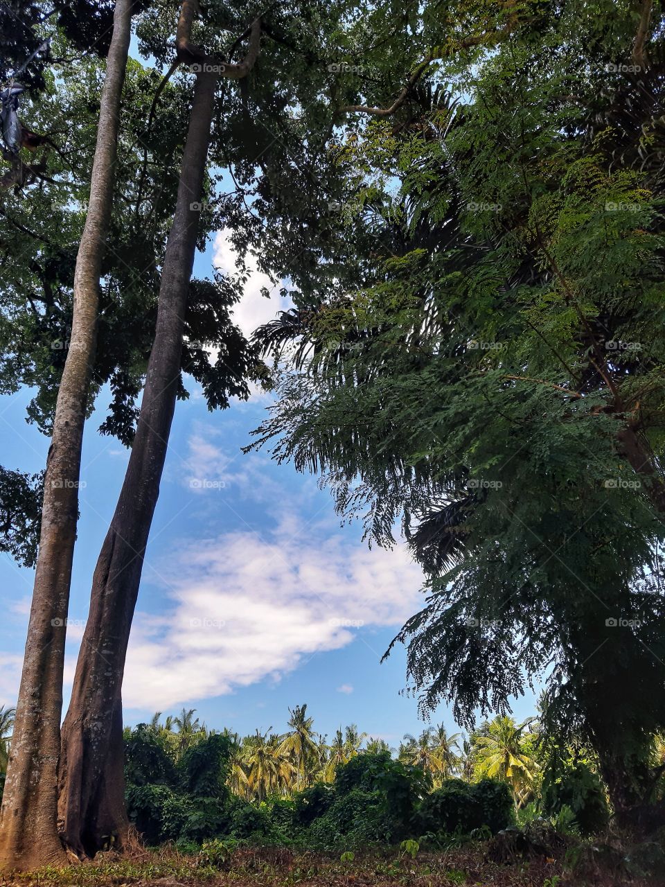 The old tall trees in sunny day.