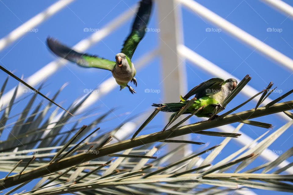 Green parrots