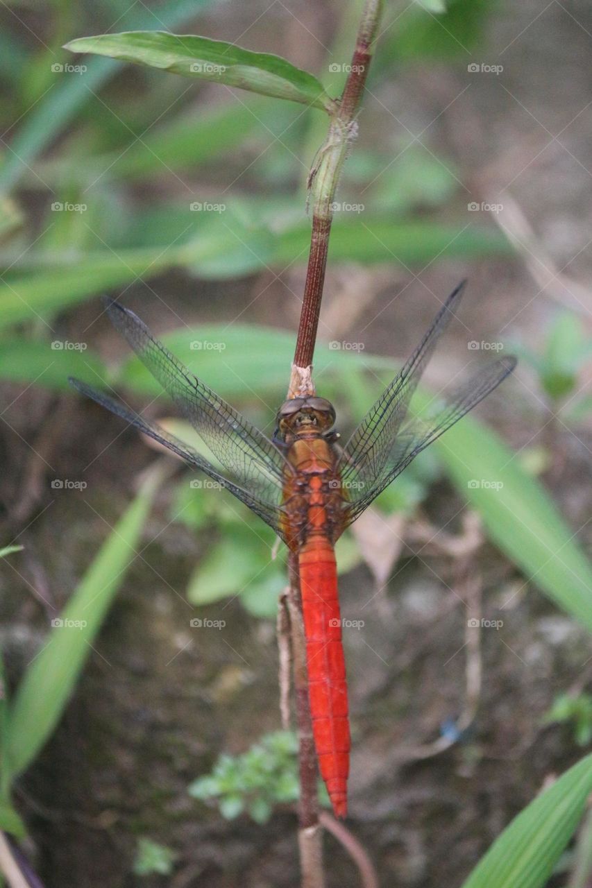 Red Dragonfly
