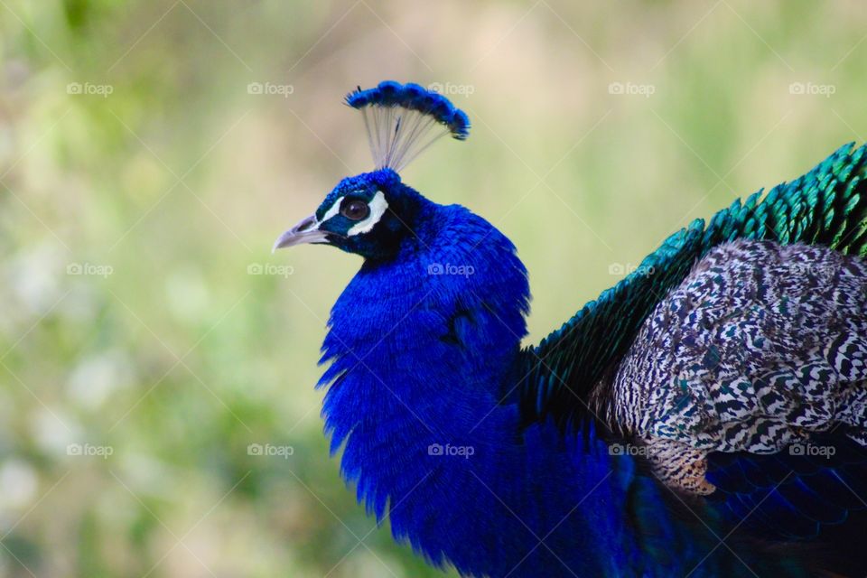 The Peacock