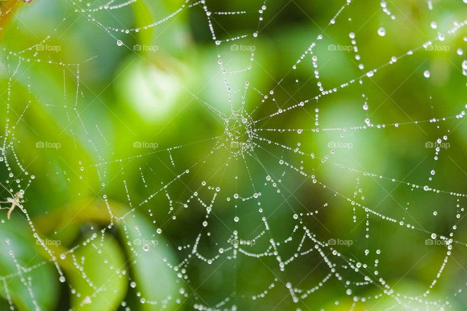 Spiderweb with dew drops