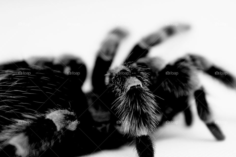 spider black and withe