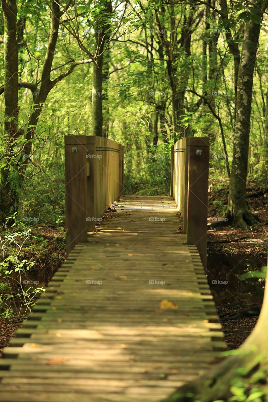 Man maid Bridge in a forest