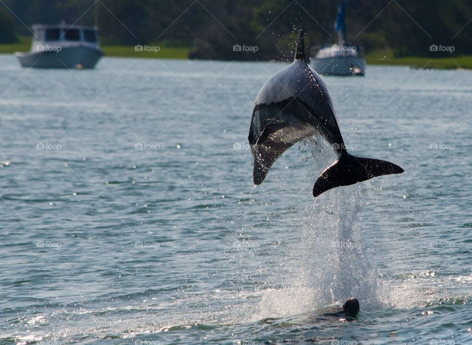 Dolphin jumping in the water