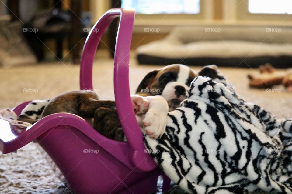 Puppy in baby carrier 