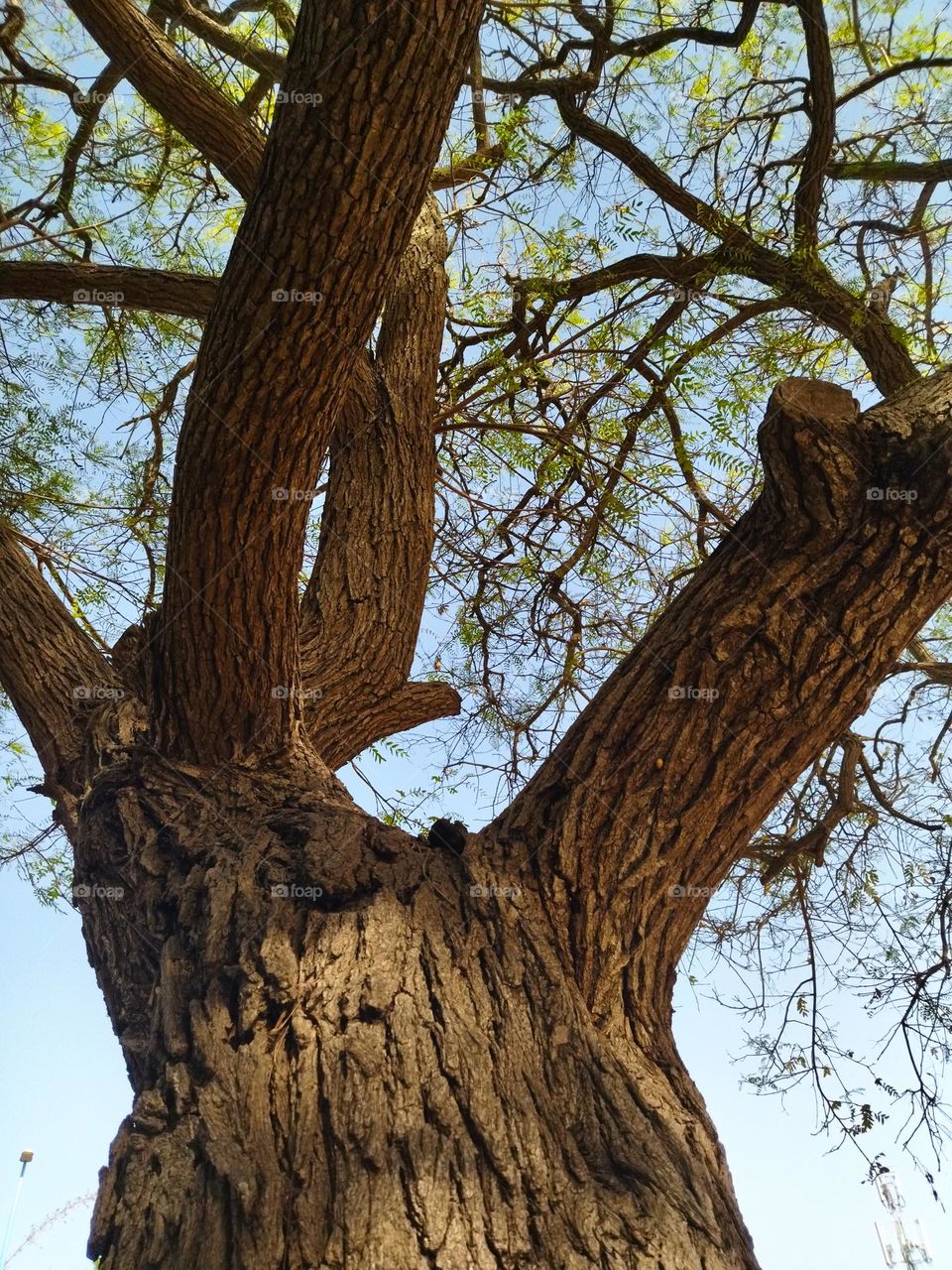 under the tree