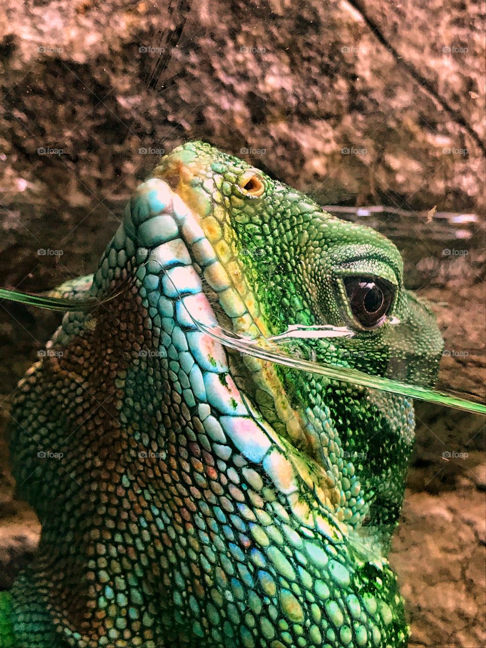 Lizard in a tank 