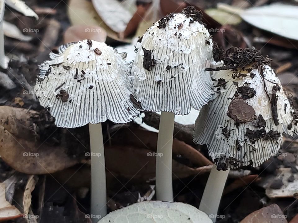 From the ground three little mushrooms appear.