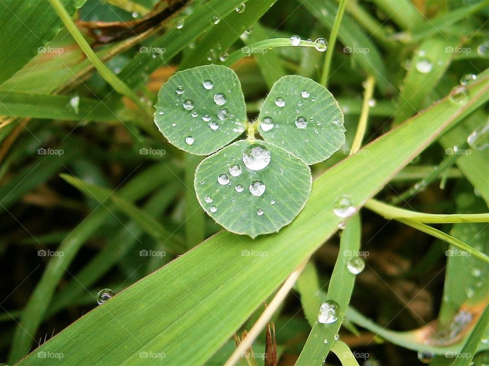 went three leaf clover